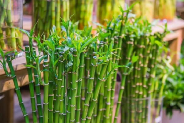 Bambu da Sorte em Crescimento