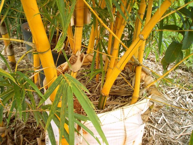 Bambu na Floresta