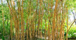 Bambu na Natureza