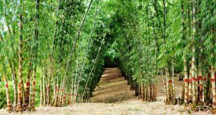 Bambu no Brasil