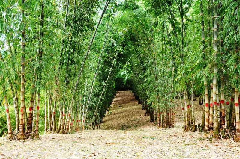 Bambu no Brasil 