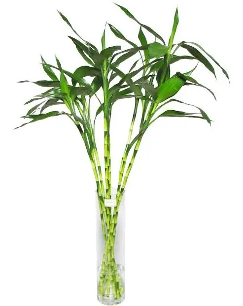 Bambu no Vaso 