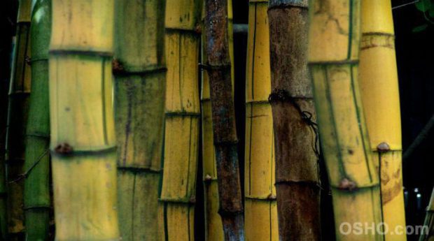 Bambus Ocos Por Dentro 
