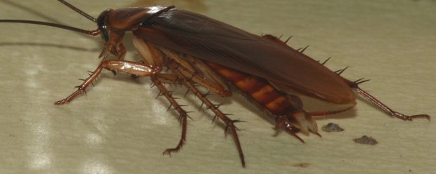 Barata Americana: Características, Nome Cientifico e Fotos