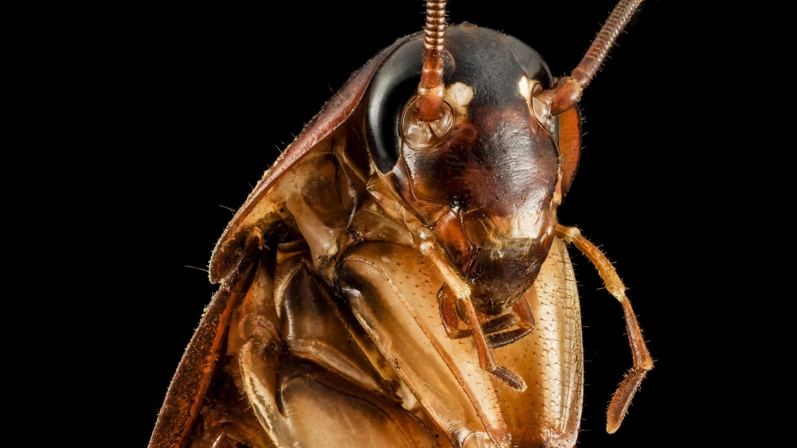 Barata Fuliginosa Fotografada de Perto