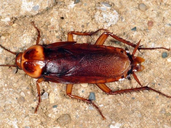 Barata Fuliginosa: Características, Nome Cientifico, Fotos e Habitat
