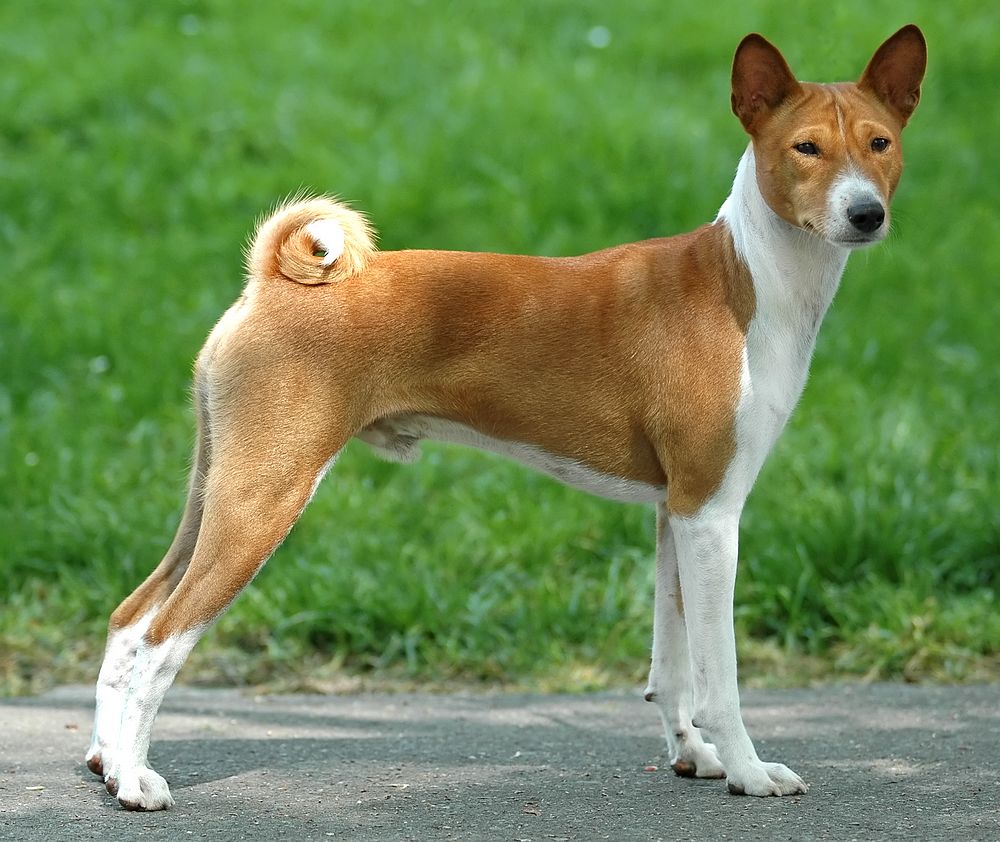 Qual Raça de Cachorro Menos Late?
