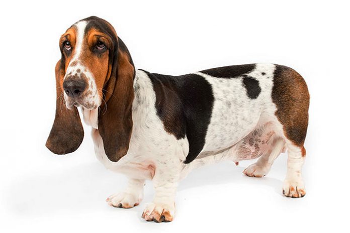 Basset Hound