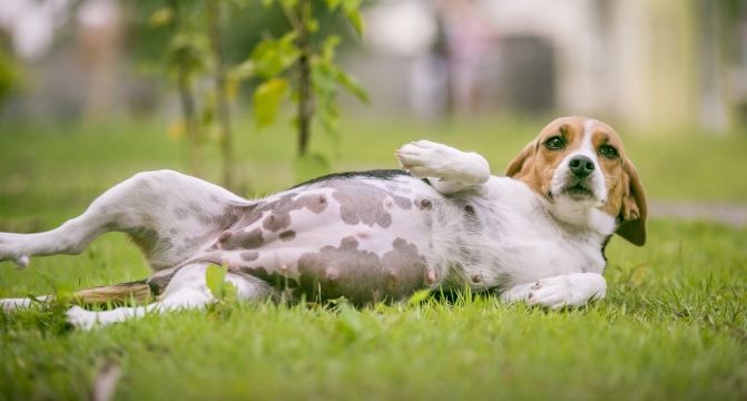 Beagle grávida 