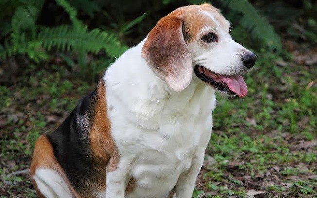 Beagle grávida com a língua de fora