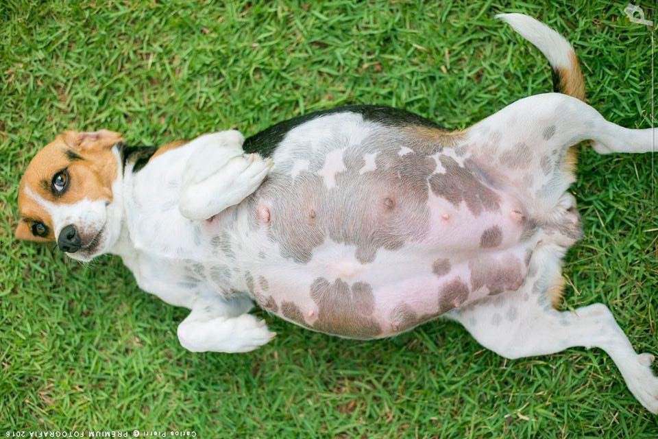 Beagle grávida