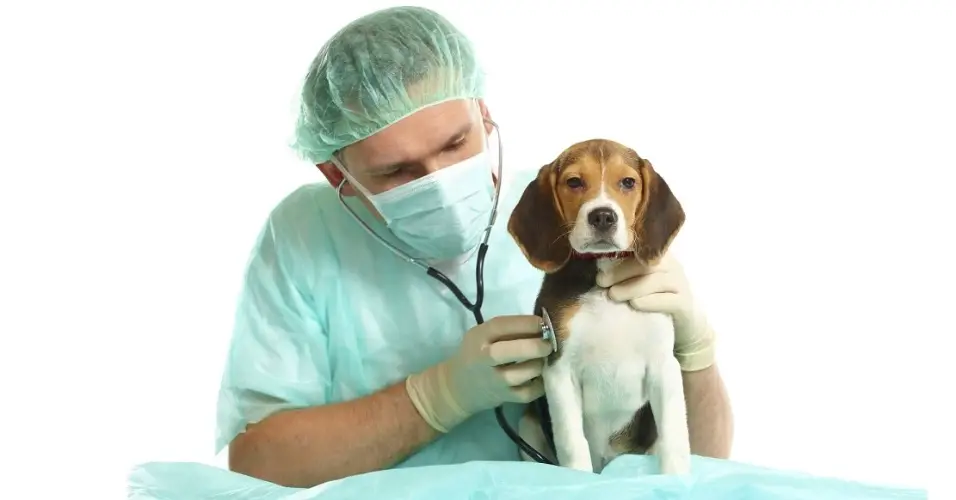 Beagle no Veterinário 