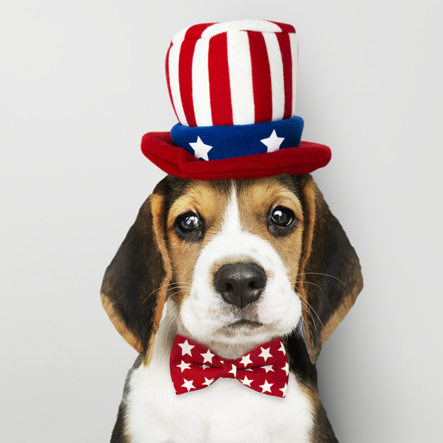 Beagle nos EUA 
