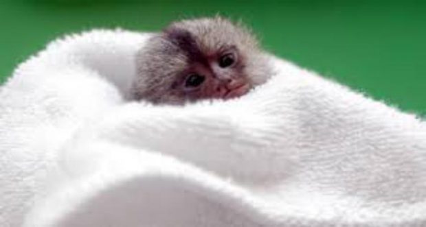 Bebê Sagui Enrolando no Cobertor