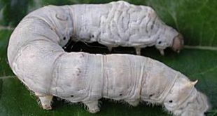 Quanto Tempo Demora O Casulo Do Bicho Da Seda?