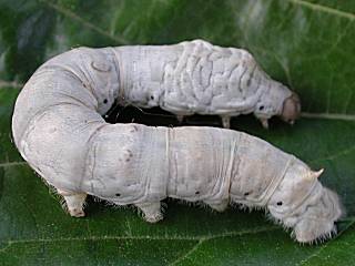 Quanto Tempo Demora O Casulo Do Bicho Da Seda?