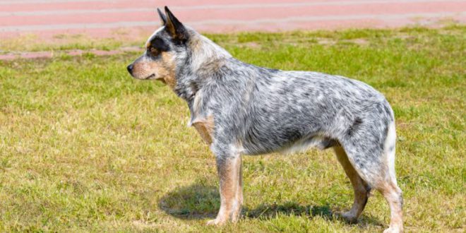 Qual a Melhor Raça de Cachorro Para Fazenda? | Mundo Ecologia