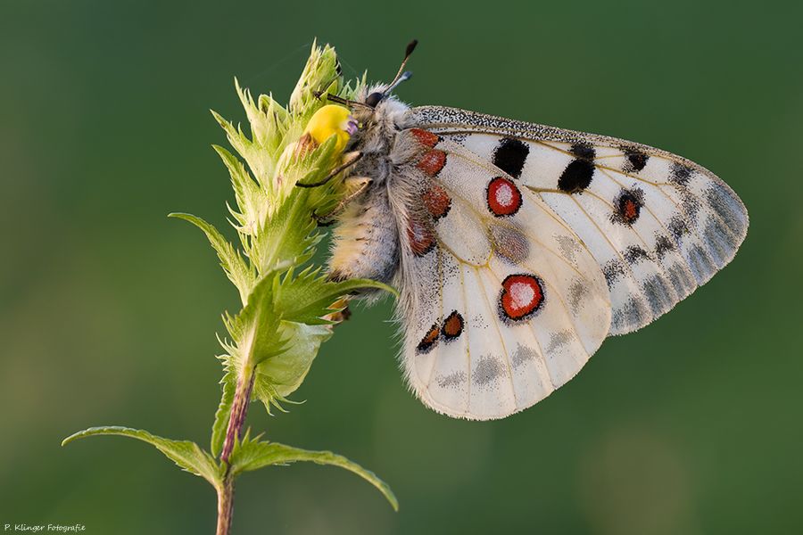 Borboleta Apolo na Flor 