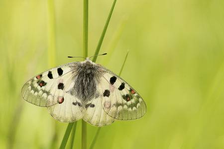 Borboleta Apolo no Mato 