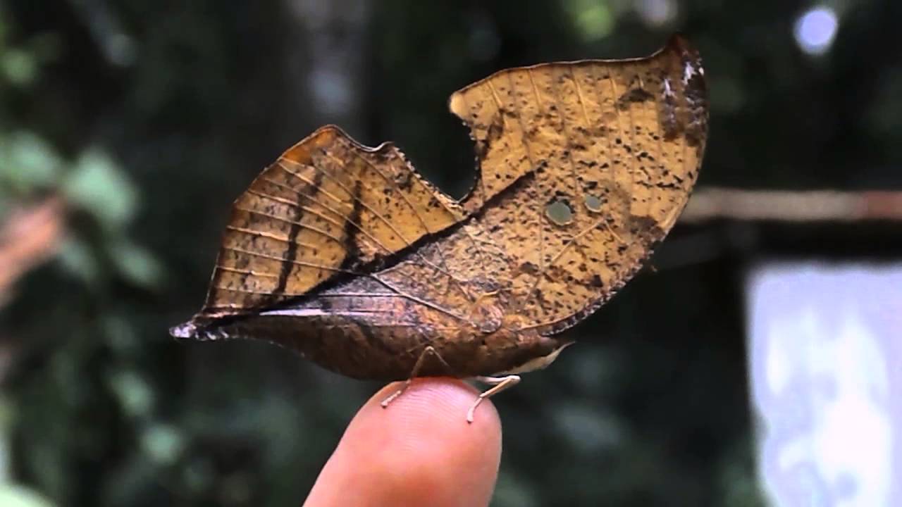 Borboleta Folha