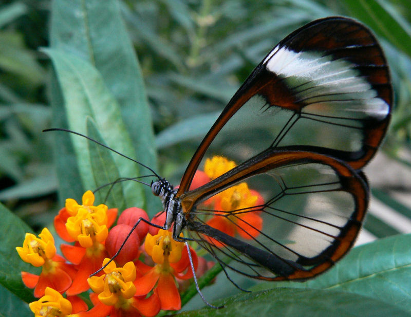 Borboleta Transparente