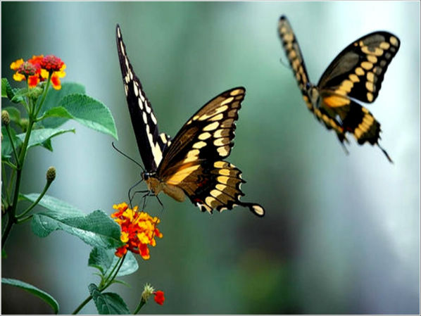 Borboleta Características Físicas