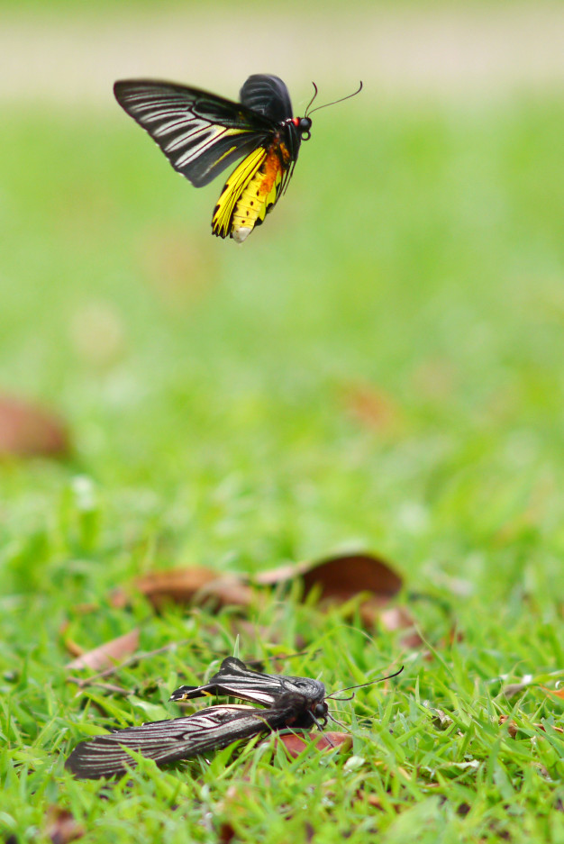 Borboleta Voando 