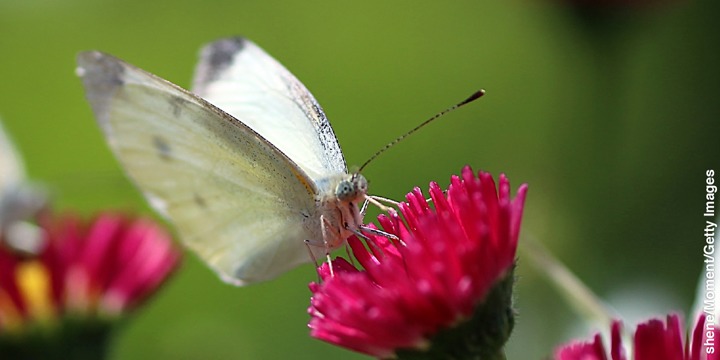 Borboleta-da-Couve