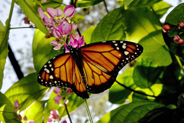 Borboleta no Jardim 