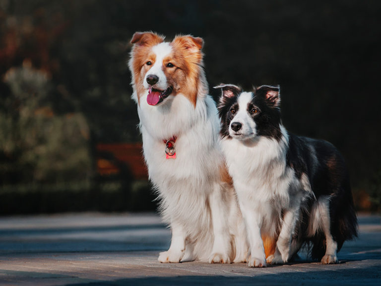 Border Collie Características