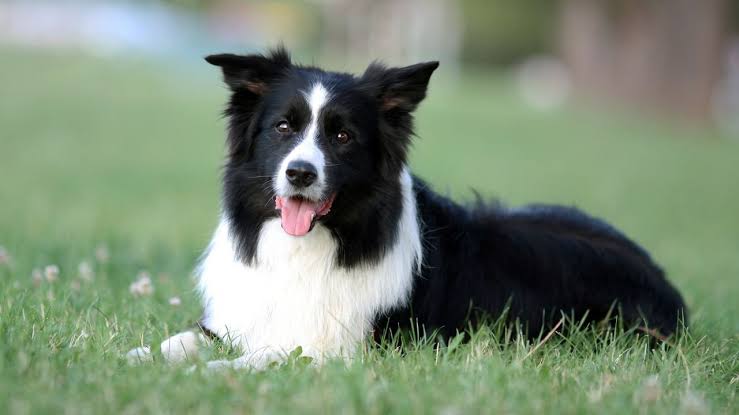 Border Collie Deitado na Grama 