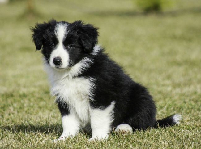 Border Collie Filhote