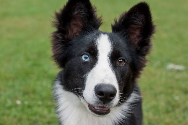 Border Collie de Olho Azul e Outro Marrom