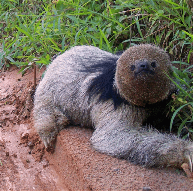 Bradypus Torquatus