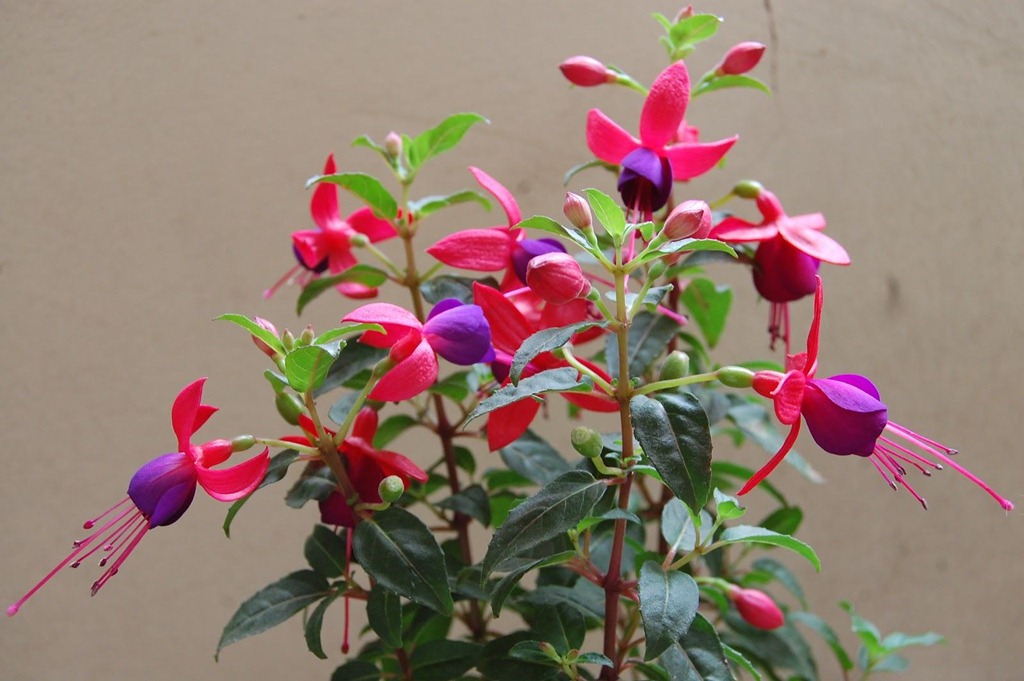 Por que o Brinco de Princesa e a Flor Simbolo do RS?