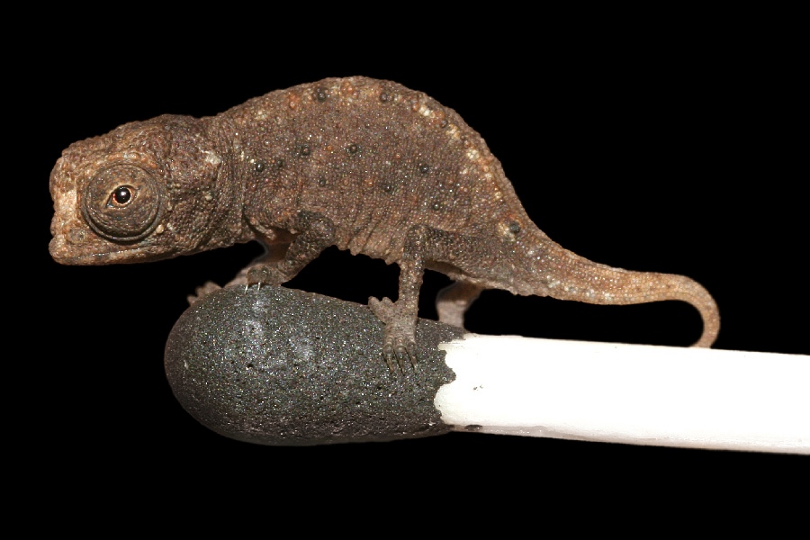 Brookesia Micra