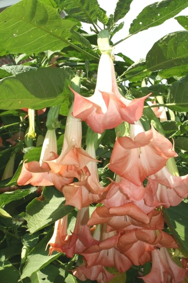 Brugmansia