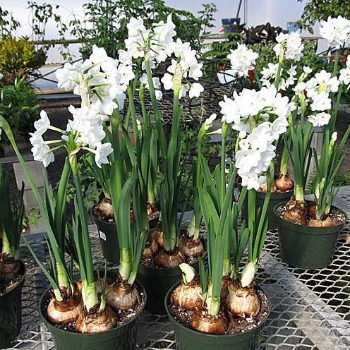 Bulbos de Flor Narciso Branco