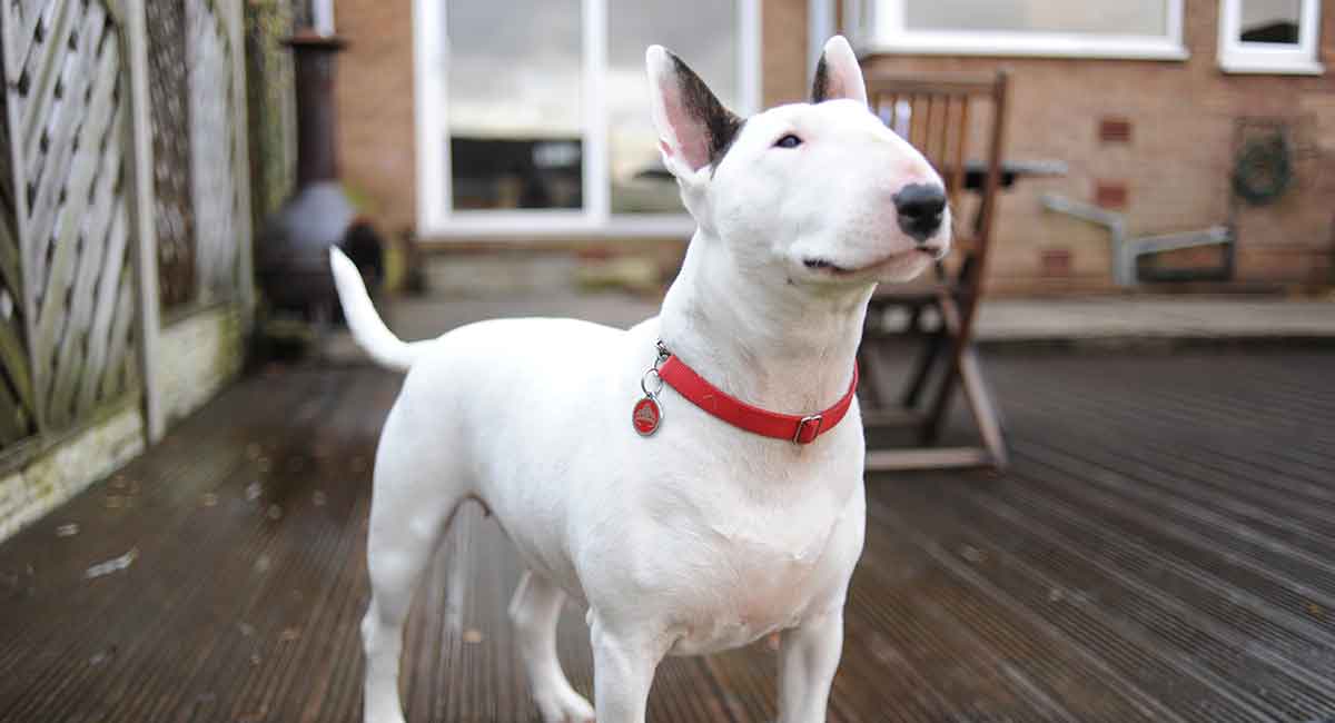Tudo Sobre A Raça Bull Terrier: Características E Fotos