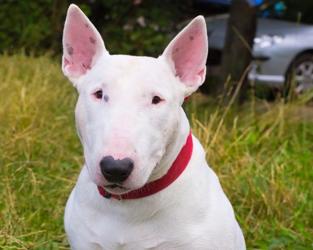 Reprodução do Bull Terrier: Filhotes e Período de Gestação