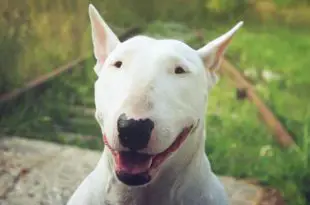 Bull Terrier Branco