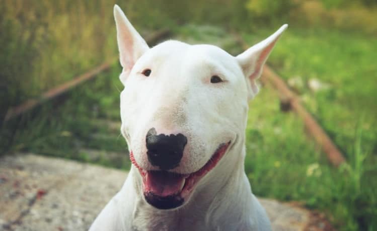 Bull Terrier Branco