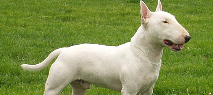 Bull Terrier Características Físicas