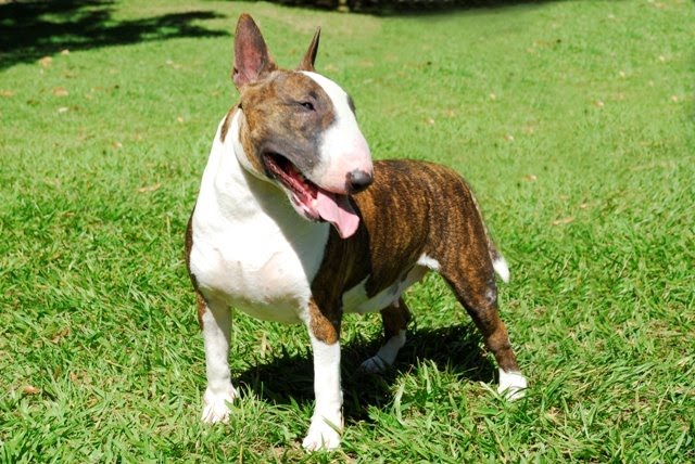 Bull Terrier Tigrado e Tricolor: Quais as Diferenças Entre Eles?