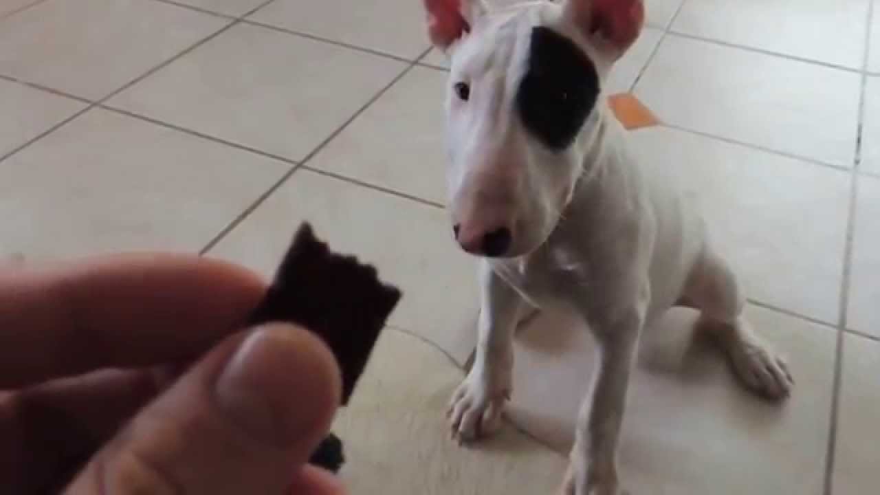 Bull Terrier Treinamento