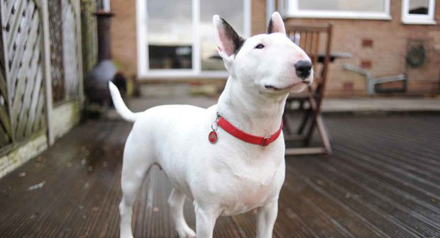 Bull Terrier criado em casa