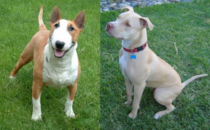 Bull Terrier e Pitbull