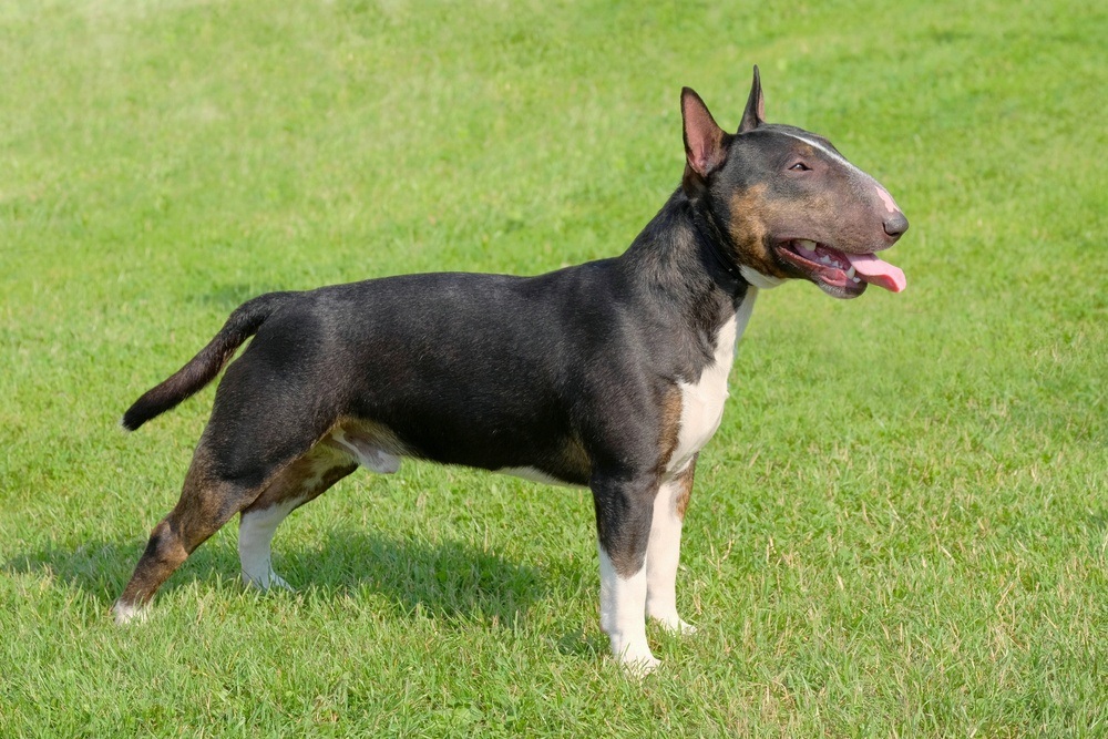 Bull Terrier na Grama