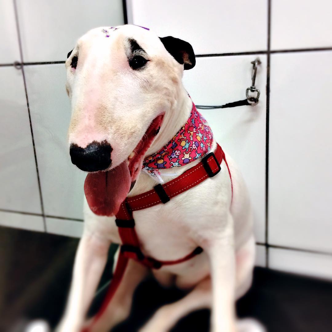 Bull Terrier no Veterinário 