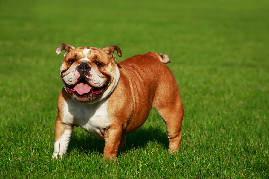 Bulldog na Grama